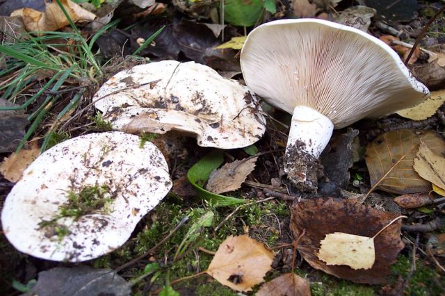 In what forests do milk mushrooms grow: where to look, where to collect, when to collect, where they grow in Our Country and by region