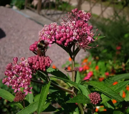 Incarnate milkweed (meat red): photo, description, varieties and cultivation