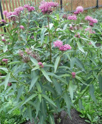 Incarnate milkweed (meat red): photo, description, varieties and cultivation