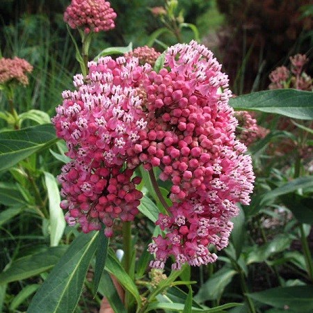 Incarnate milkweed (meat red): photo, description, varieties and cultivation