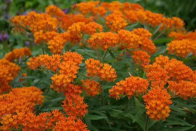 Incarnate milkweed (meat red): photo, description, varieties and cultivation