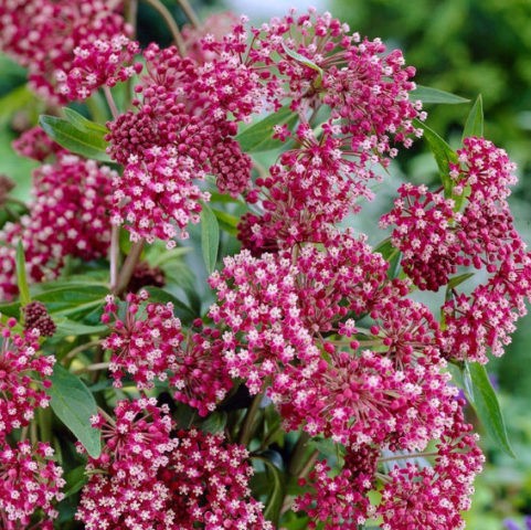 Incarnate milkweed (meat red): photo, description, varieties and cultivation