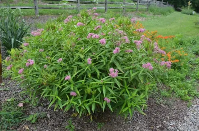 Incarnate milkweed (meat red): photo, description, varieties and cultivation