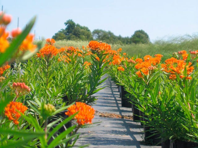 Incarnate milkweed (meat red): photo, description, varieties and cultivation