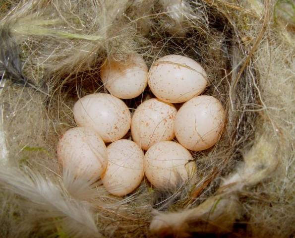 Incubation of guinea fowl eggs at home