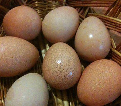 Incubation of guinea fowl eggs at home