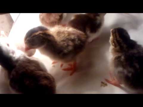 Incubation of guinea fowl eggs at home