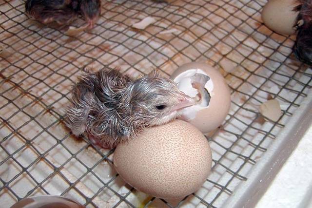 Incubation of guinea fowl eggs at home