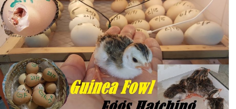 Incubation of guinea fowl eggs at home