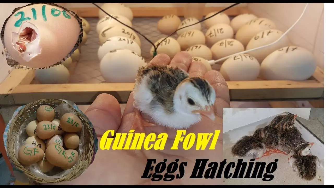 Incubation of guinea fowl eggs at home