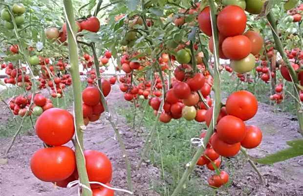 Indeterminate tomatoes &#8211; the best varieties