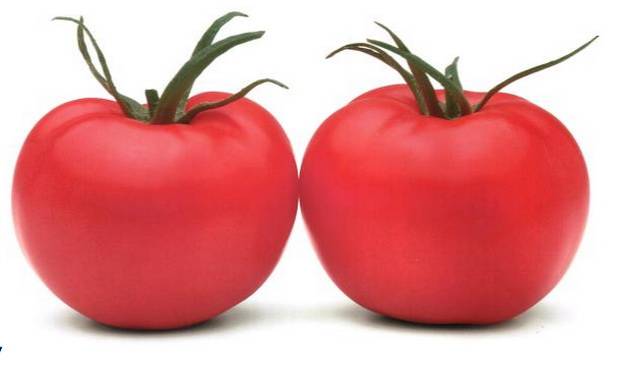 Indeterminate tomatoes - the best varieties