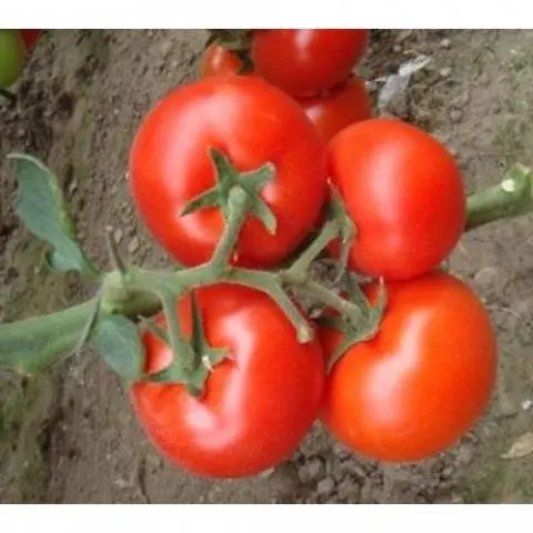 Indeterminate tomatoes - the best varieties