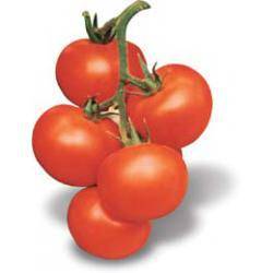 Indeterminate tomatoes - the best varieties