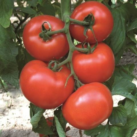 Indeterminate tomatoes - the best varieties