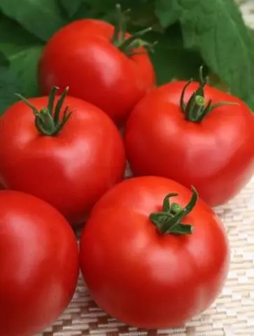 Indeterminate tomatoes - the best varieties