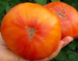 Indeterminate tomatoes - the best varieties