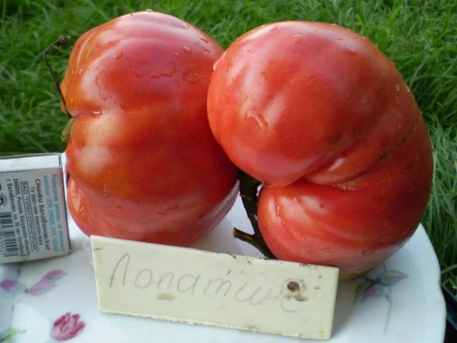 Indeterminate tomatoes - the best varieties