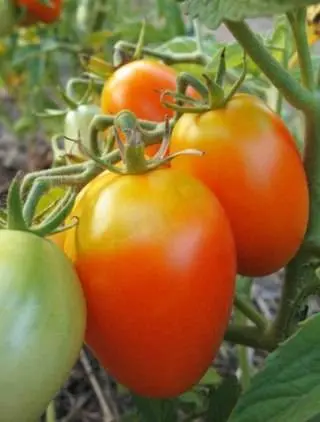 Indeterminate tomatoes - the best varieties