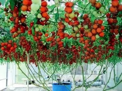 Indeterminate tomatoes - the best varieties