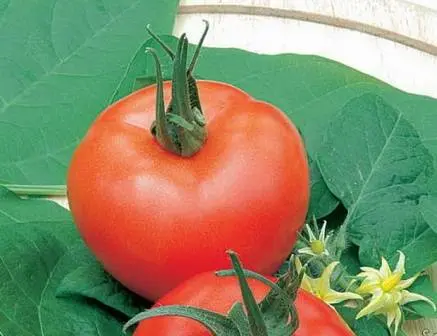 Indeterminate tomatoes - the best varieties