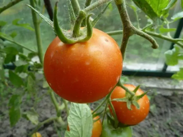 Indeterminate tomatoes - the best varieties