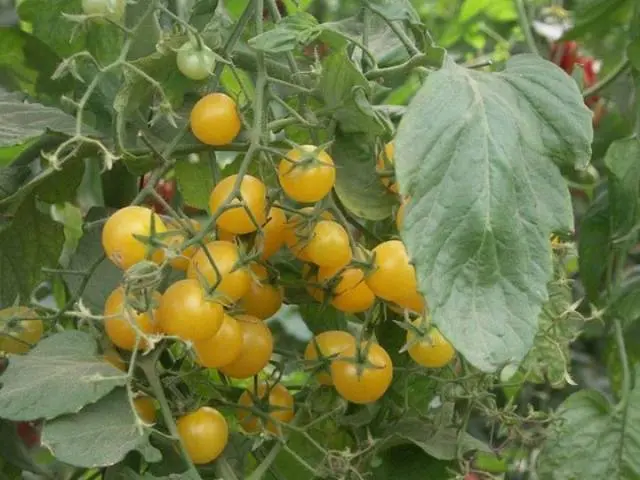 Indeterminate tomatoes - the best varieties