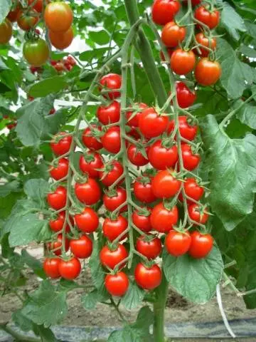 Indeterminate tomatoes - the best varieties