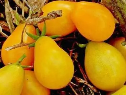 Indeterminate tomatoes - the best varieties