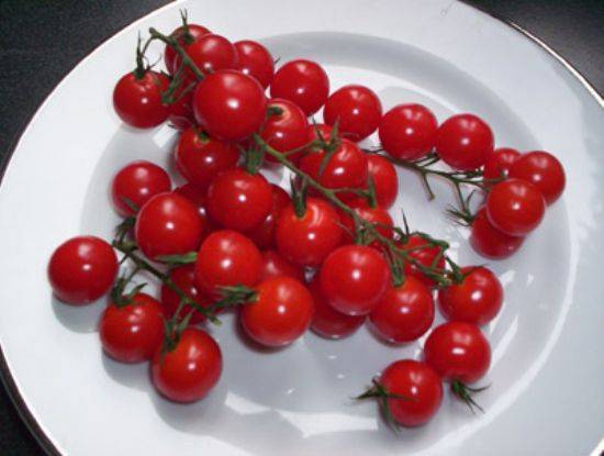 Indeterminate tomatoes - the best varieties