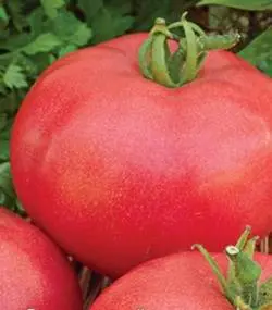 Indeterminate tomatoes - the best varieties