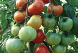 Indeterminate tomatoes - the best varieties