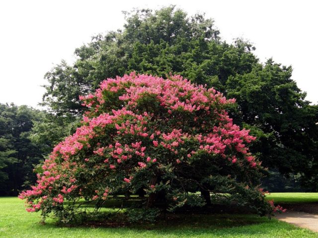 Indian lilac lagerstremia: photo, description