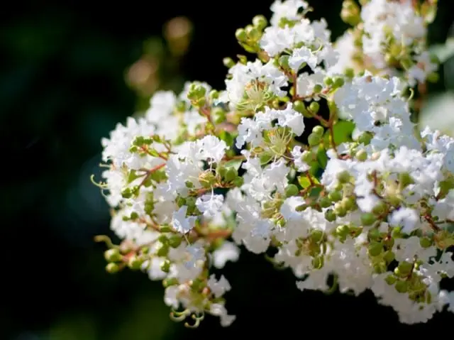 Indian lilac lagerstremia: photo, description