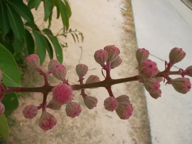 Indian lilac lagerstremia: photo, description