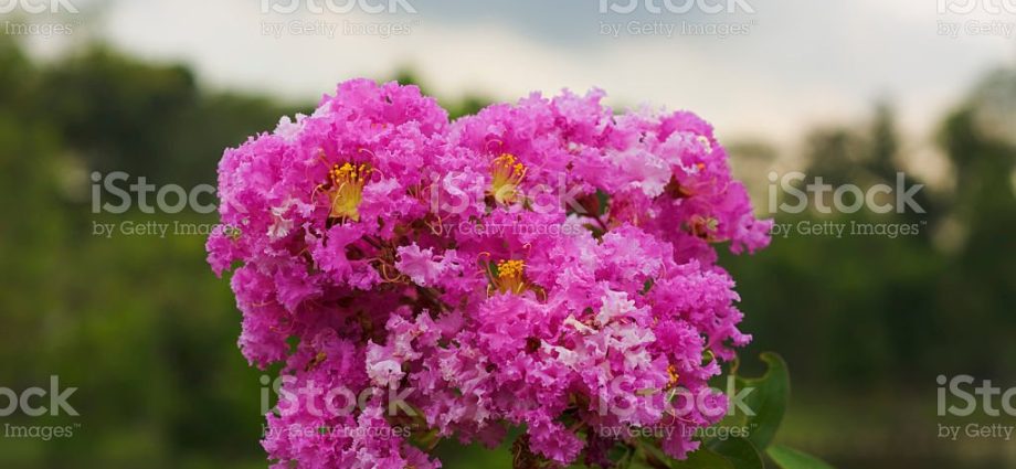 Indian lilac lagerstremia: photo, description