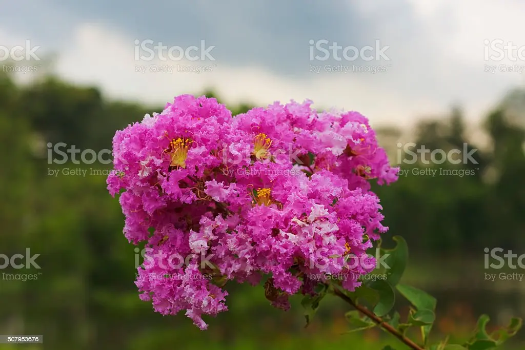 Indian lilac lagerstremia: photo, description