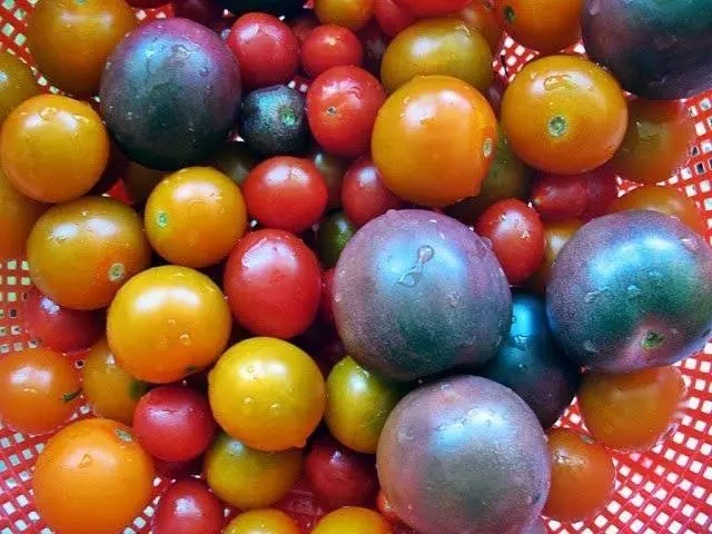 Indigo rose tomato: characteristics and description of the variety