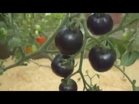 Indigo rose tomato: characteristics and description of the variety