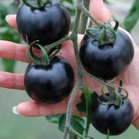 Indigo rose tomato: characteristics and description of the variety