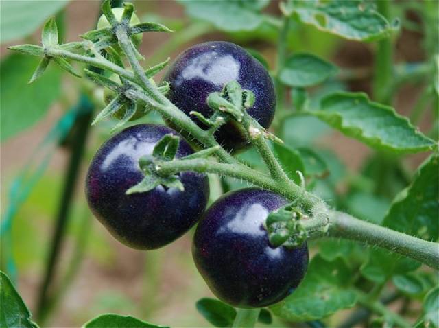 Indigo rose tomato: characteristics and description of the variety