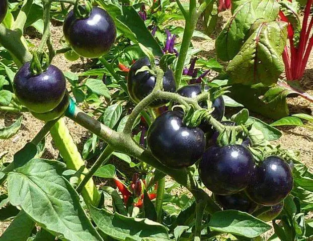 Indigo rose tomato: characteristics and description of the variety