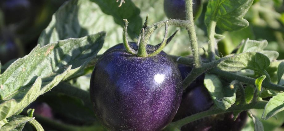 Indigo rose tomato: characteristics and description of the variety