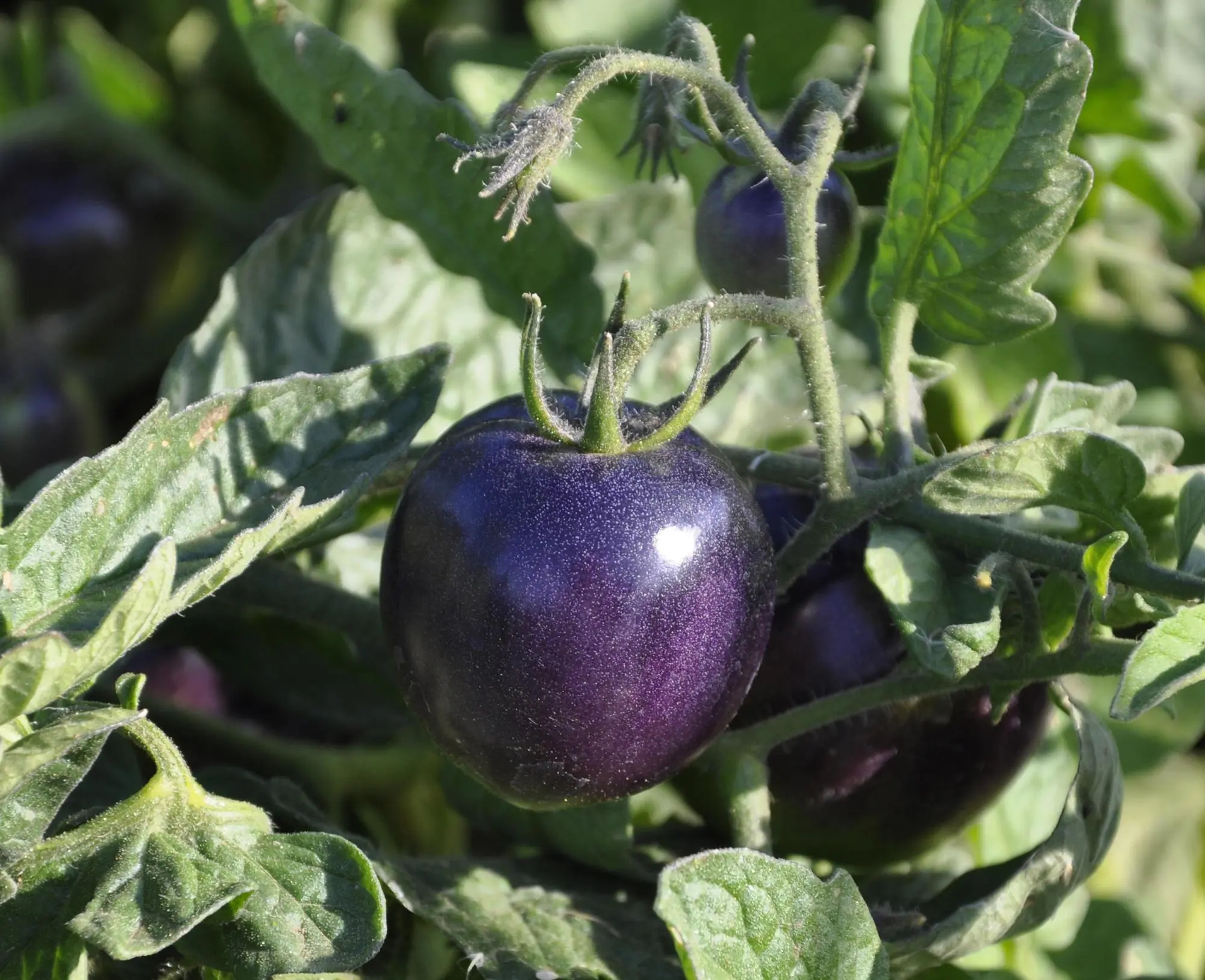 Indigo rose tomato: characteristics and description of the variety