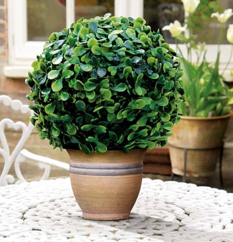 Indoor boxwood: how to care, photo