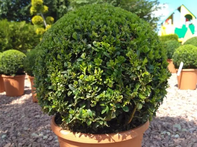 Indoor boxwood: how to care, photo