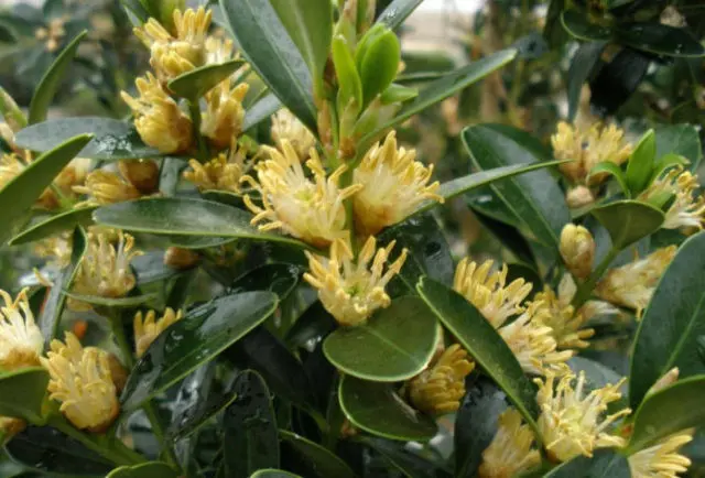 Indoor boxwood: how to care, photo