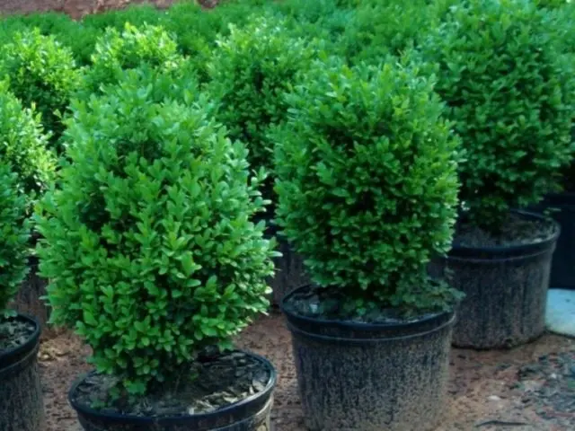 Indoor boxwood: how to care, photo