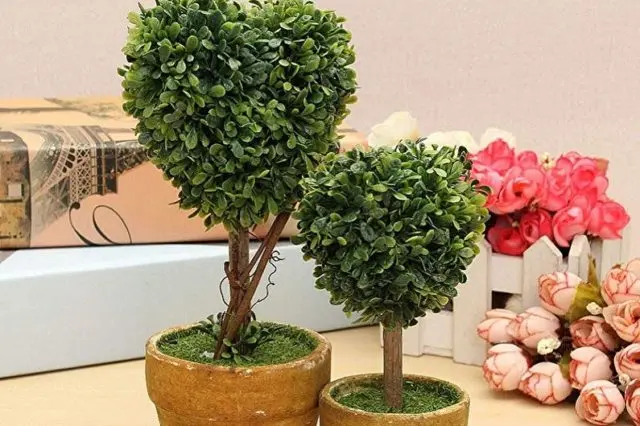 Indoor boxwood: how to care, photo