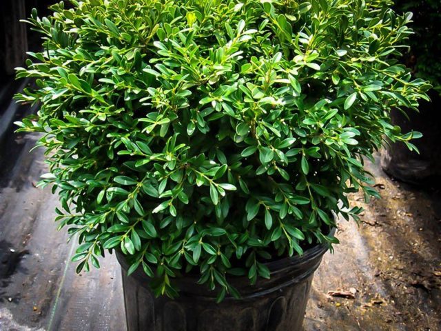 Indoor boxwood: how to care, photo